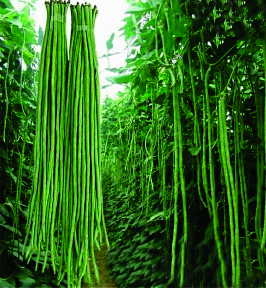 Harvest (Yard Long Beans)